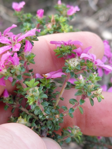 Acmadenia heterophylla, photograph 2