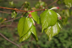 Tilia × europaea