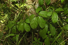 Neoalsomitra clavigera