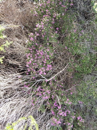 Acmadenia heterophylla, photograph 3