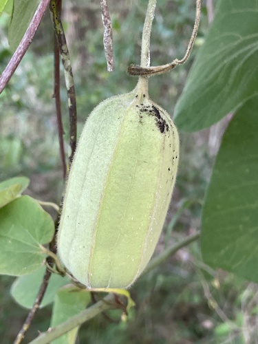 woolly Dutchman's pipe