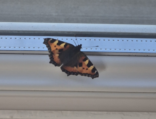 Small Tortoiseshell