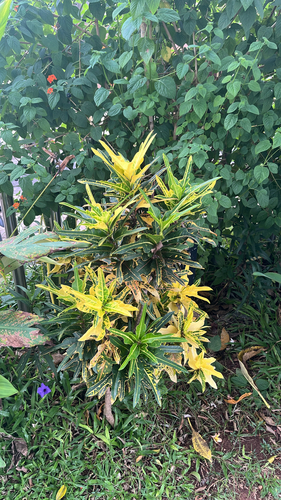 Variegated Croton