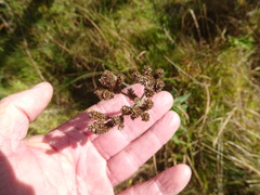 Verbena incompta, photograph (c) Shaun Swanepoel, some rights reserved (CC BY)