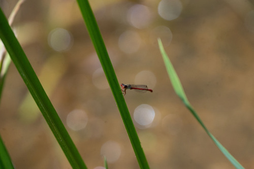 Small Red Damselfly