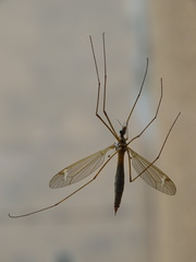 Lunatipula