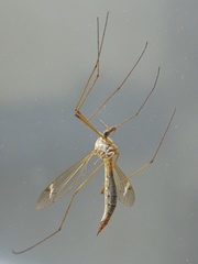 Lunatipula