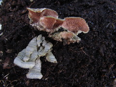 Steccherinum bourdotii