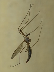 Lunatipula