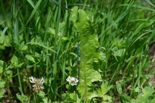 Southern Damselfly