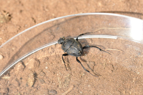Sisyphus schaefferi
