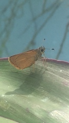 Choranthus vitellius