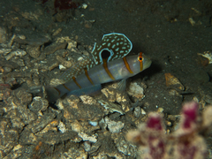 Amblyeleotris randalli