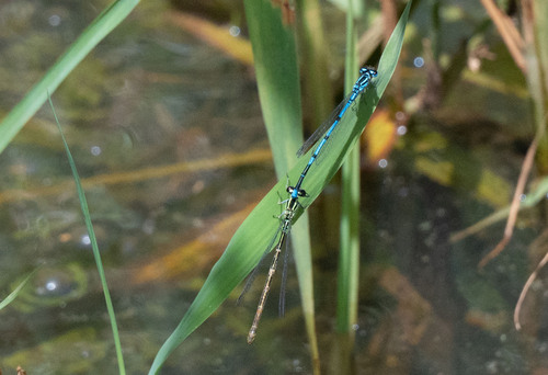 Azure Damselfly