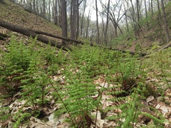 Cystopteris bulbifera