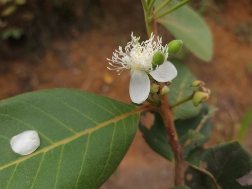 Brazilian Guava