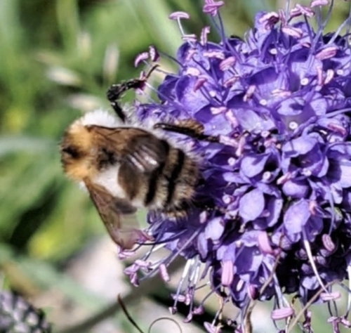 Common Carder Bumble Bee