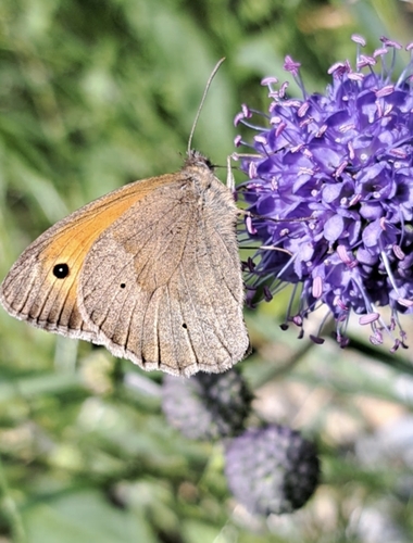 Meadow Brown