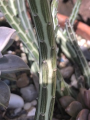 Kleinia stapeliiformis