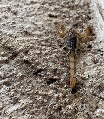 Centruroides infamatus