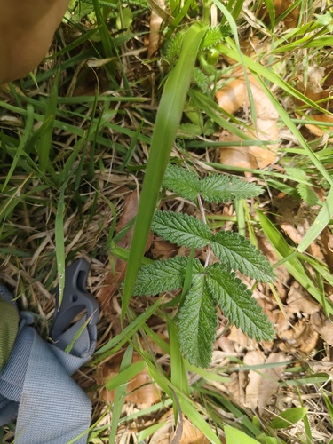Potentilla discolor, 2026-06-04