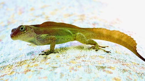 Crested Anole, Florida, US, photo 7 of 10