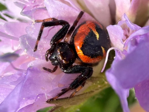 Napoleon Spider