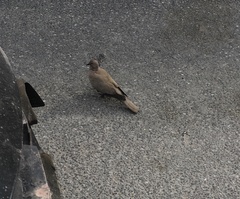 Streptopelia decaocto