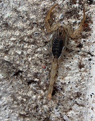 Centruroides infamatus