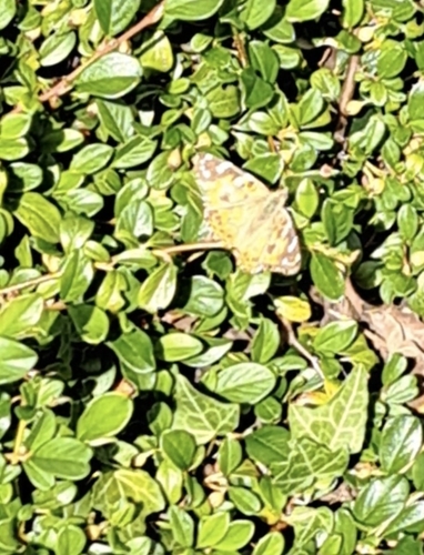 Painted Lady