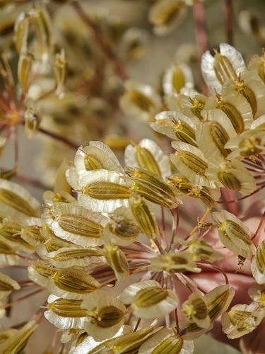 Thapsia villosa, photograph 6