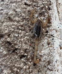 Centruroides infamatus