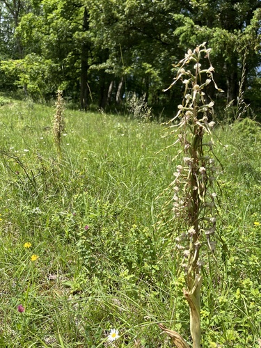 Lizard Orchid