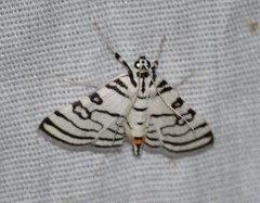 Conchylodes concinnalis