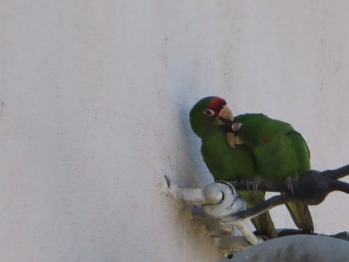 Conure mitrée