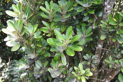 Planchonella obovata