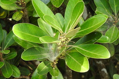 Planchonella obovata