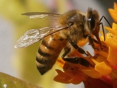 Apis mellifera