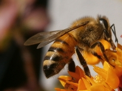 Apis mellifera