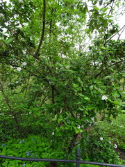 Viburnum × burkwoodii