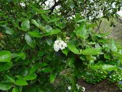 Viburnum × burkwoodii