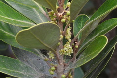 Planchonella obovata