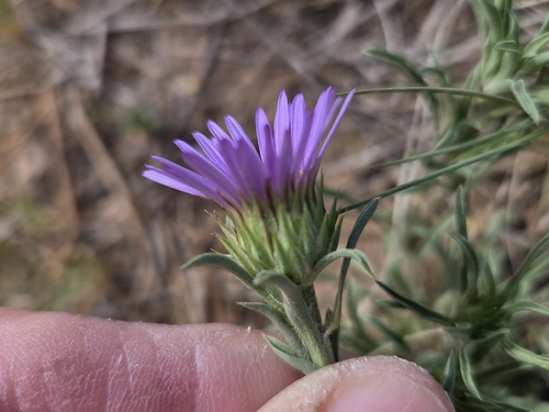 Townsendia eximia, photograph 3