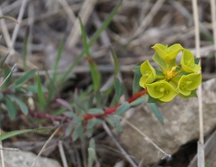 Euphorbia petrophila