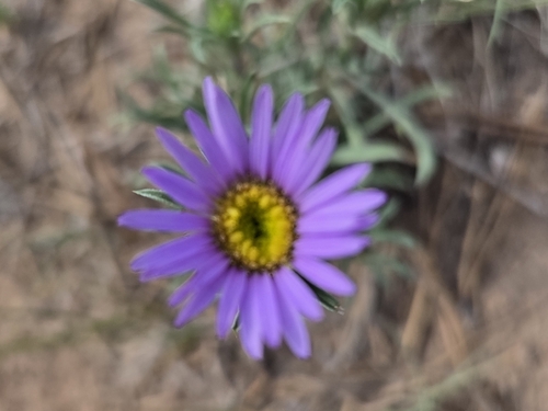 Townsendia eximia, photograph 4