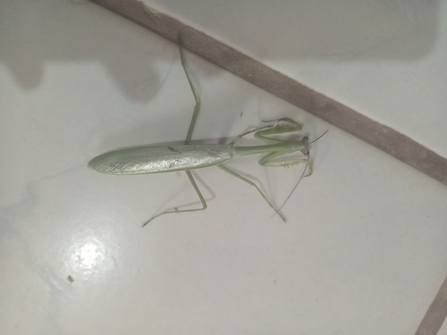 Avocado Mantis
