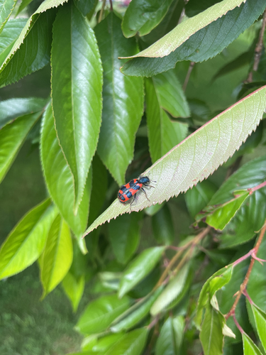 Bee-eating Beetle
