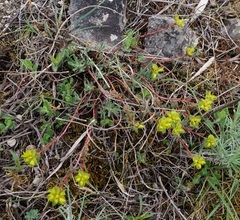 Euphorbia petrophila