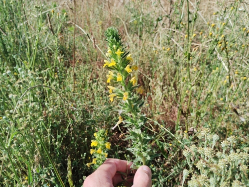 Yellow Glandweed