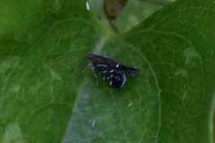 Strobisia proserpinella